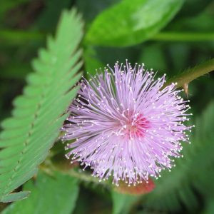 Mimosa pudica