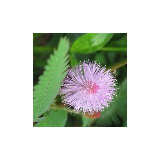 Mimosa pudica