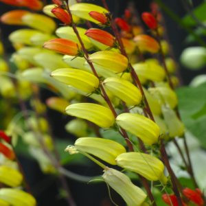 Mina lobata jungle queen