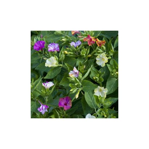 Mirabilis jalapa broken colours