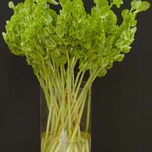 Molucella laevis