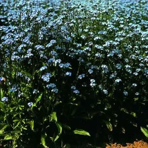 Myosotis alpestris blue bouquet
