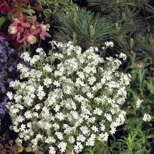 Myosotis sylvatica snowsylva