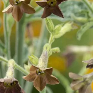 Nicotiana langsdorfii bronze queen