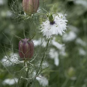 Nigella damascena albion black pod