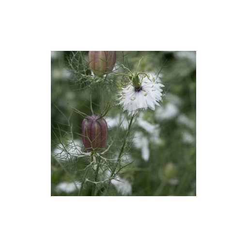 Nigella damascena albion black pod