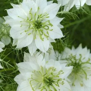 Nigella damascena albion green pod