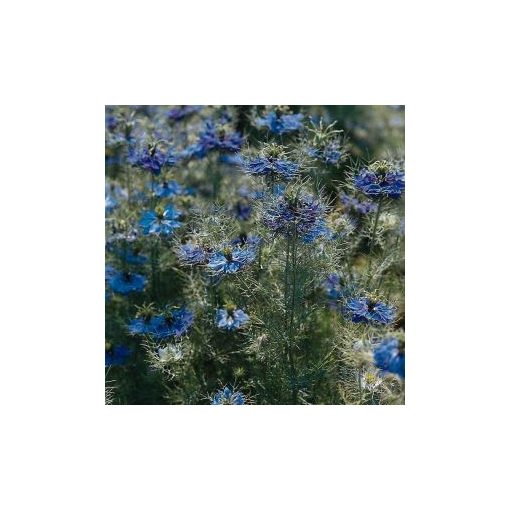 Nigella damascena miss jekyll darkblue