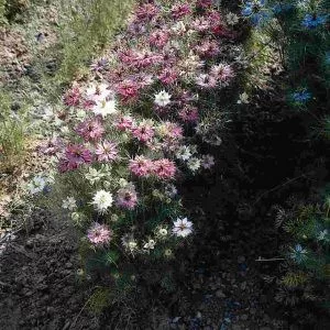 Nigella damascena miss jekyll rose