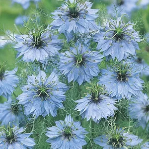 Nigella damascena miss jekyll skyblue