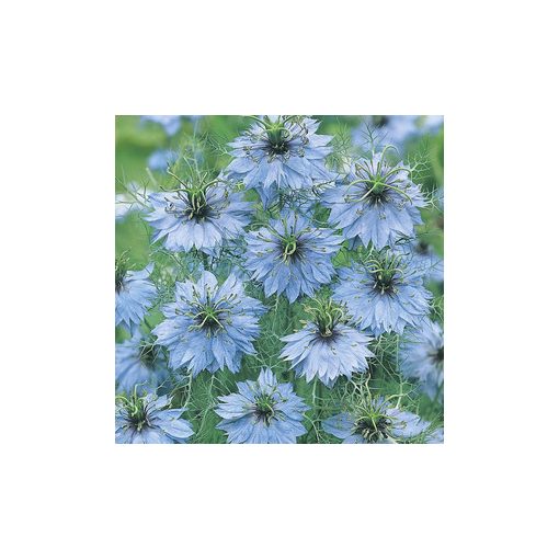 Nigella damascena miss jekyll skyblue