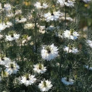 Nigella damascena miss jekyll white