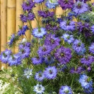 Nigella damascena moody blues