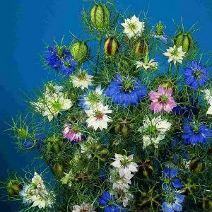 Nigella damascena persian jewels