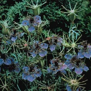 Nigella hispanica