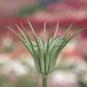Nigella orientalis transformer