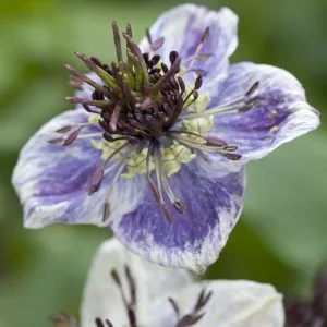 Nigella papillosa delft blue