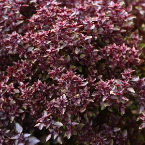 Ocimum (basil) purple ball