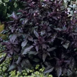 Ocimum basilicum spice boys ararat