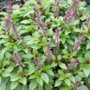 Ocimum basilicum spice boys queen of sheba