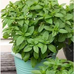Ocimum basilicum spice boys spicy globe