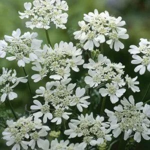 Orlaya grandiflora white lace