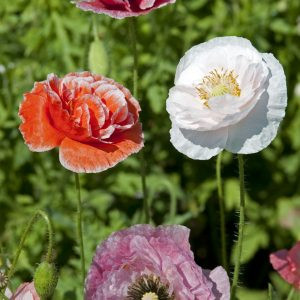 Papaver rhoeas dawn chorus