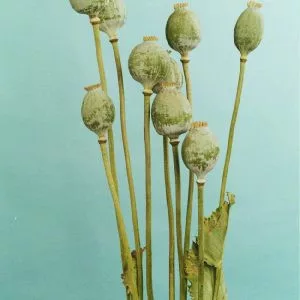 Papaver somniferum bowling ball