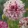 Papaver somniferum flemish antique peony