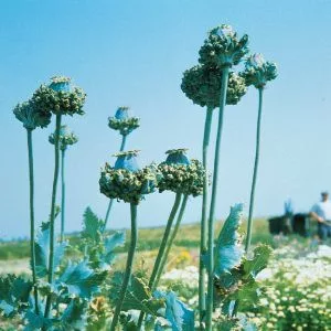 Papaver somniferum hen and chickens
