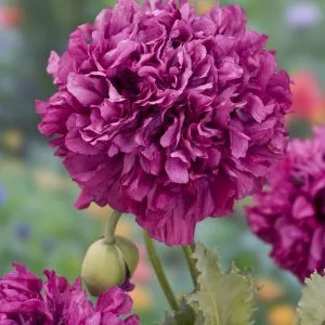 Papaver somniferum purple peony