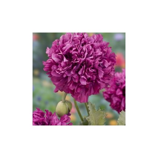 Papaver somniferum purple peony