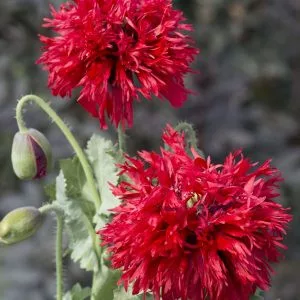 Papaver somniferum subsp. laciniatum crimson feathers
