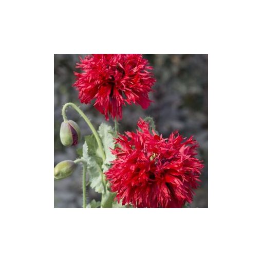 Papaver somniferum subsp. laciniatum crimson feathers