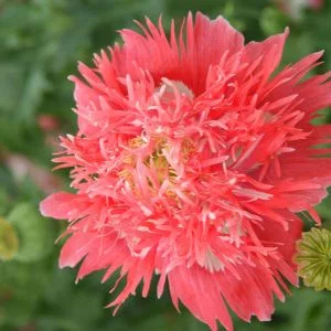 Papaver somniferum subsp. laciniatum rose feathers