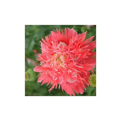 Papaver somniferum subsp. laciniatum rose feathers