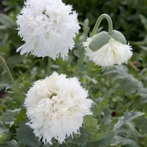 Papaver somniferum subsp. laciniatum swansdown