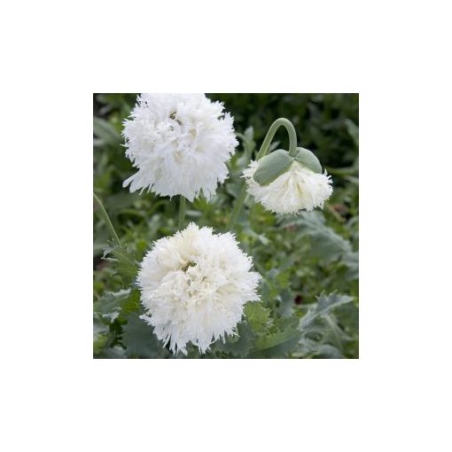 Papaver somniferum subsp. laciniatum swansdown