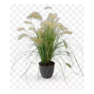 Pennisetum villosum fluffy