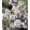 Penstemon digitalis mystica (primed seeds)