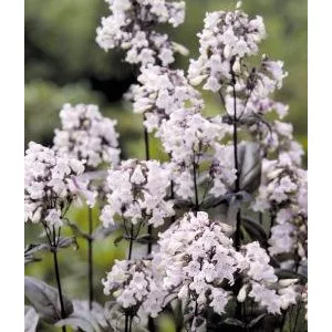 Penstemon digitalis mystica (primed seeds)
