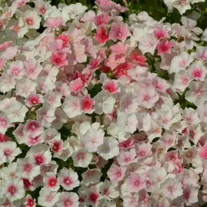 Phlox drummondii blushing bride