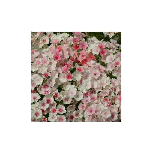 Phlox drummondii blushing bride