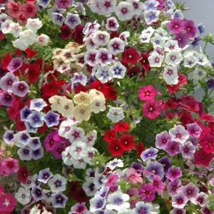 Phlox drummondii grandiflora tapestry mixture