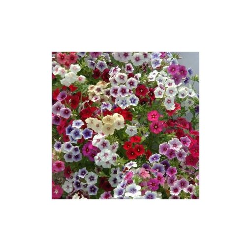 Phlox drummondii grandiflora tapestry mixture