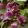 Rhodochiton atrosanguineum purple bells