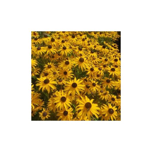 Rudbeckia fulgida goldblitz (primed)