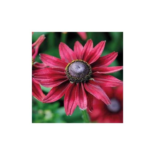 Rudbeckia hirta cherry brandy