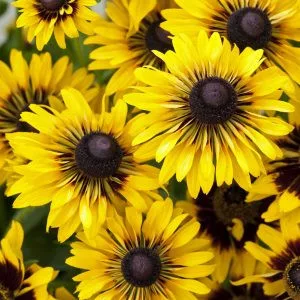 Rudbeckia hirta sputnik