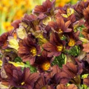 Salpiglossis sinuata cafe au lait